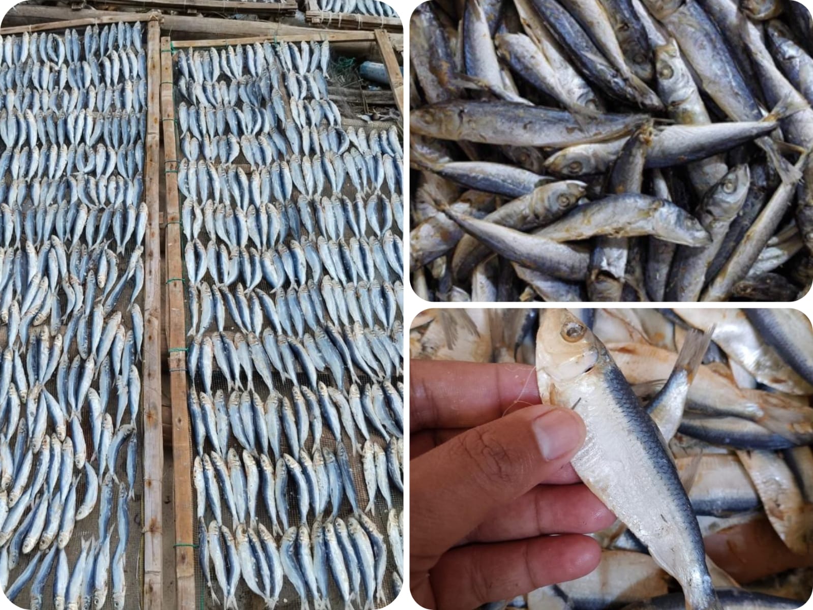 Salted Fish